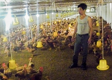 L&agrave;m gi&agrave;u nhờ m&ocirc; h&igrave;nh chăn nu&ocirc;i tổng hợp